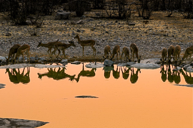 Impala's bij zonsondergang