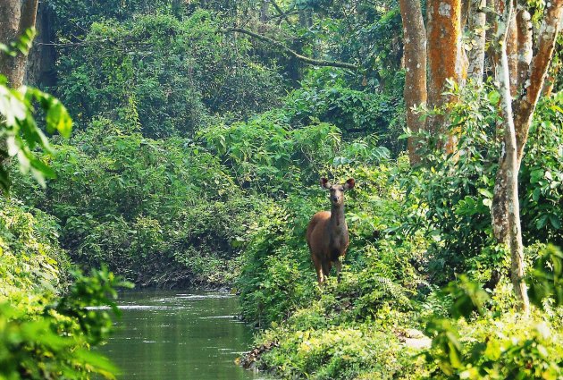 Chitwan NP