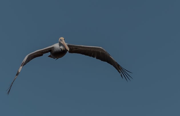 Pelican