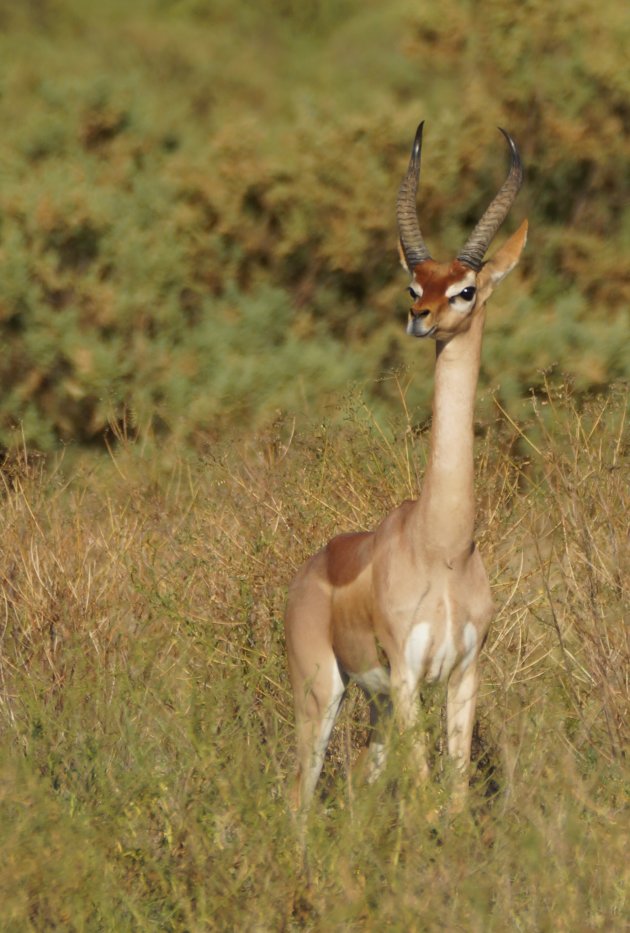 Gerenuk