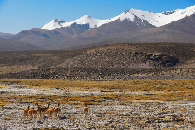 Vicunas