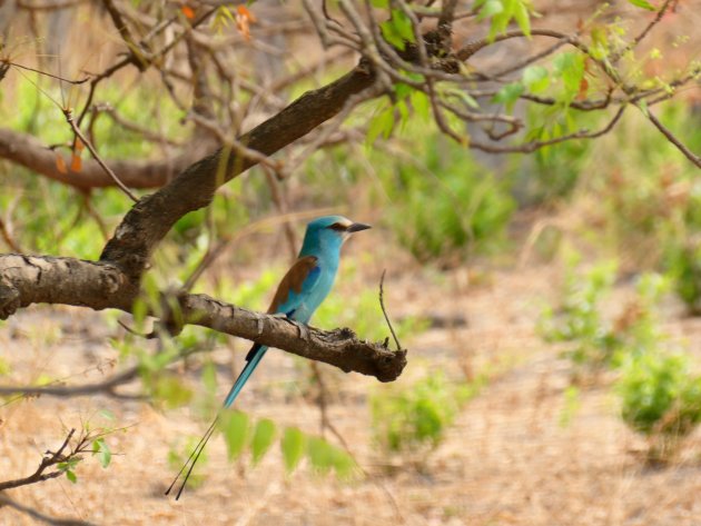 Blue bird, maar dan wat kleiner