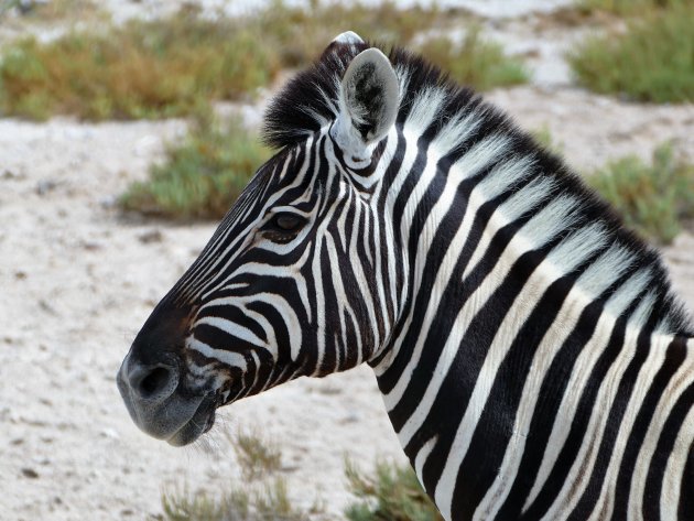 zebra; allemaal verschillend