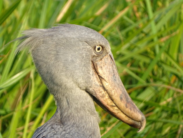 Shoebill