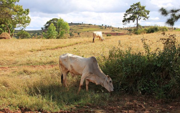 Landschap nabij Kalaw