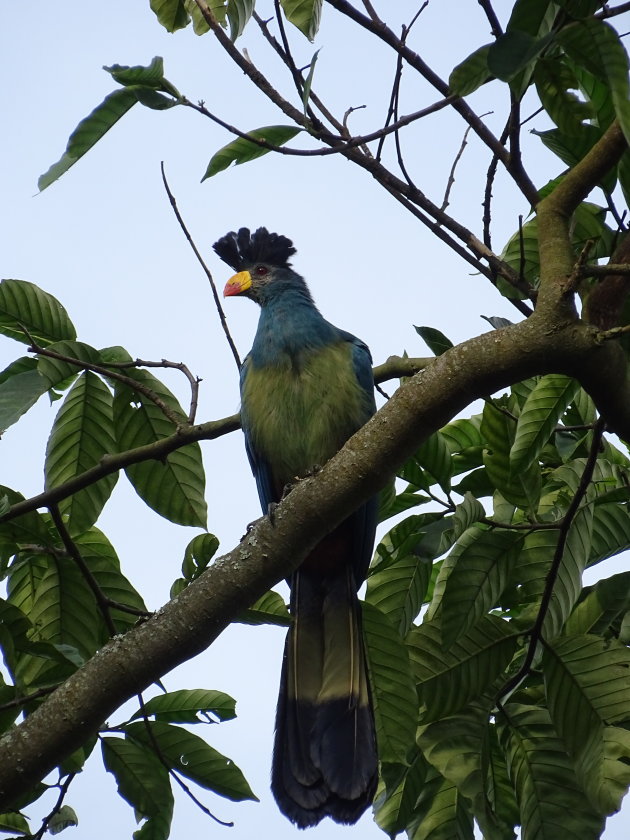 Great Blue Turaco