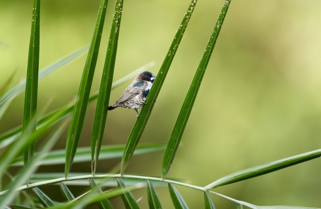 Klein vogeltje