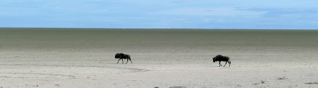 gnoes op de zoutvlakte