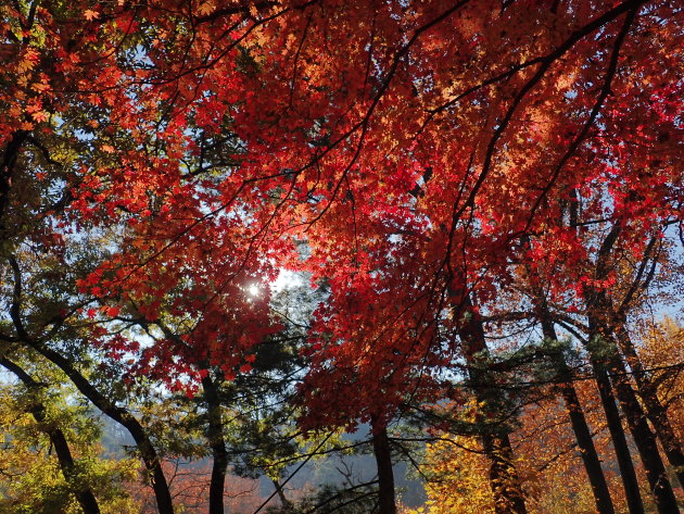 Kleurrijk Zuid Korea