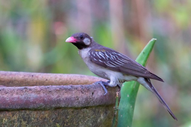 Een zeer bijzondere vogel