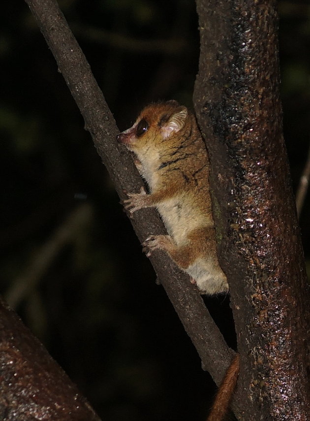 Goodman's mouse lemur