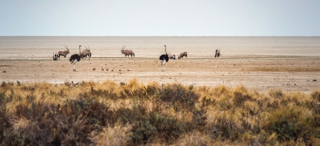 Zinderende hitte in Etosha