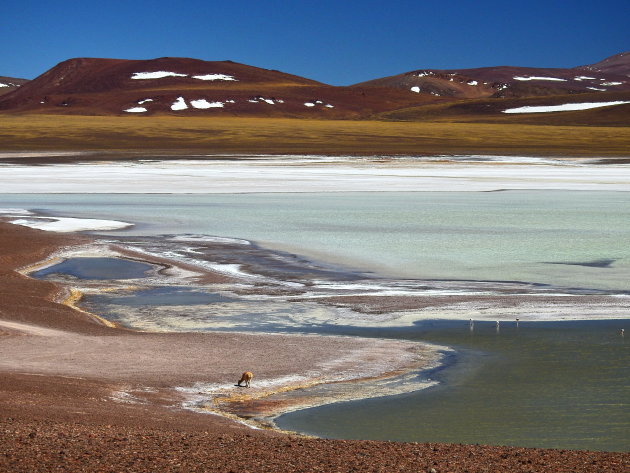 Laguna Brava