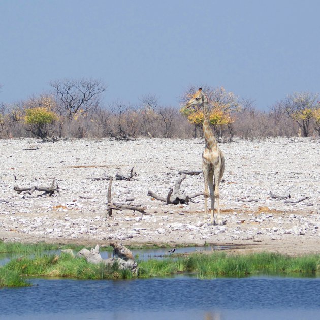 Aarzelende Giraffe