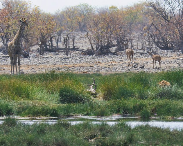 Giraffe  ziet leeuw en buit