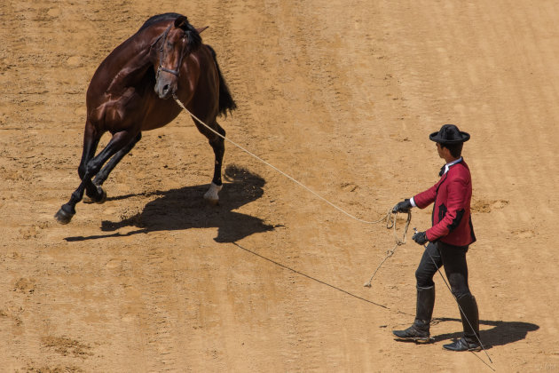 Paardenkracht