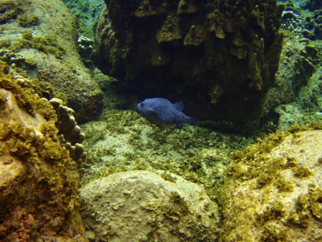 Anakena – Paaseiland – onder de wateroppervlakte