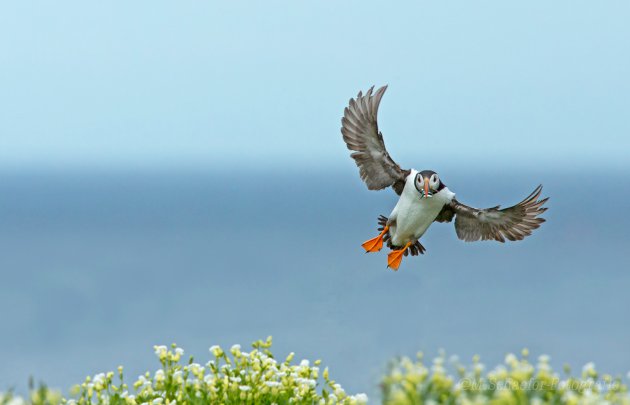 Inkomende Puffin