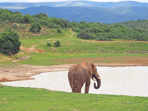 Addo, home of the elephants