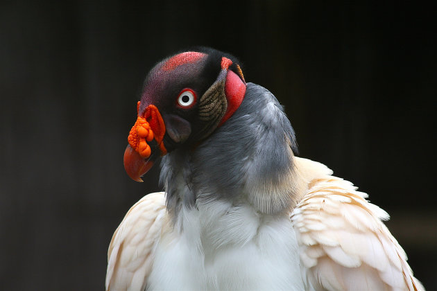 Een koninklijke vogel