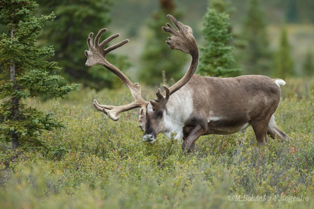 Caribou