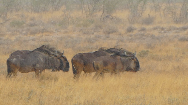 Regen in Etosha