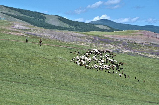 Geiten en schapen hoeden