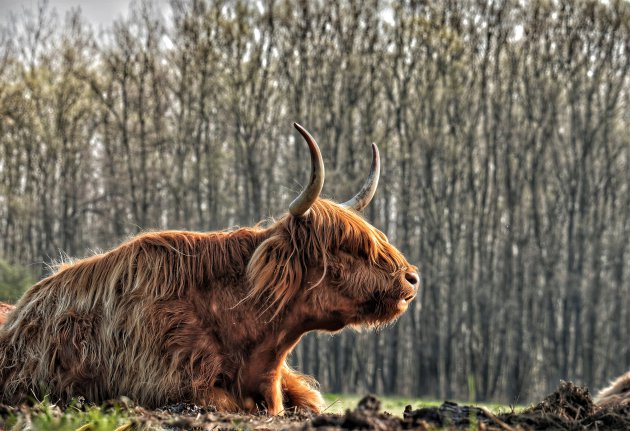 Ook de dieren ruiken de lente