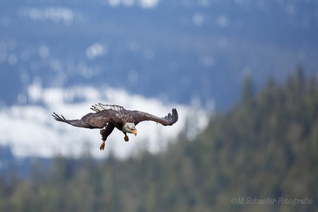 Bald Eagle Homer Alaska