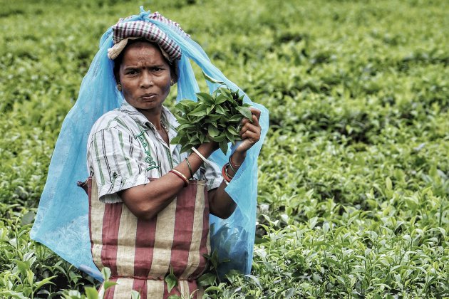 Theeplukken in Darjeerling