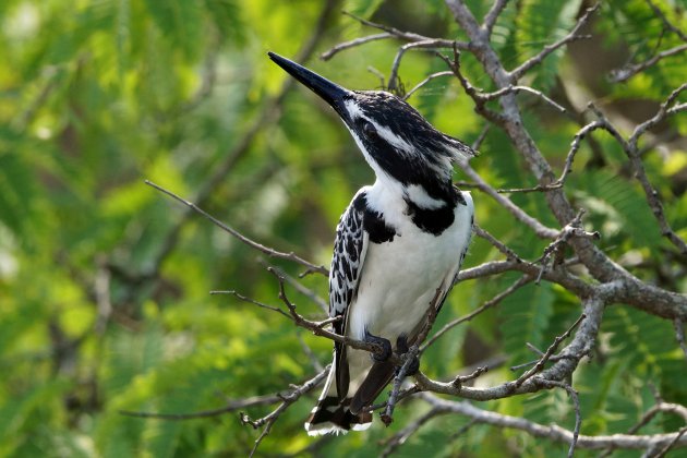 Alerte ijsvogel in Murchison falls