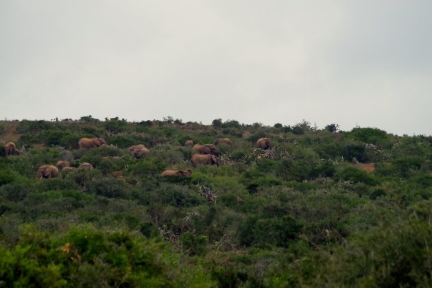 Addo Elephant Park