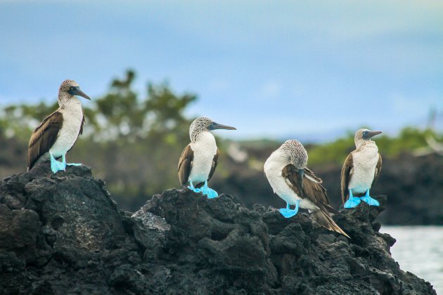 Blauwe voeten op Isabela