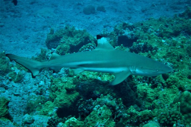 Blacktip reefshark