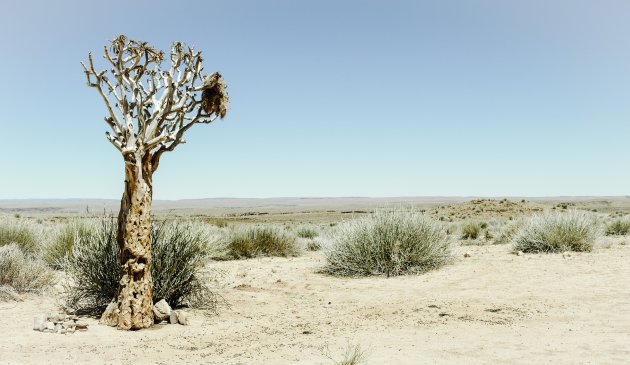 Eenzame kokerboom in de Namib woestijn