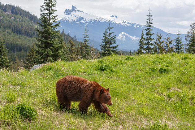 Cinnamon black bear