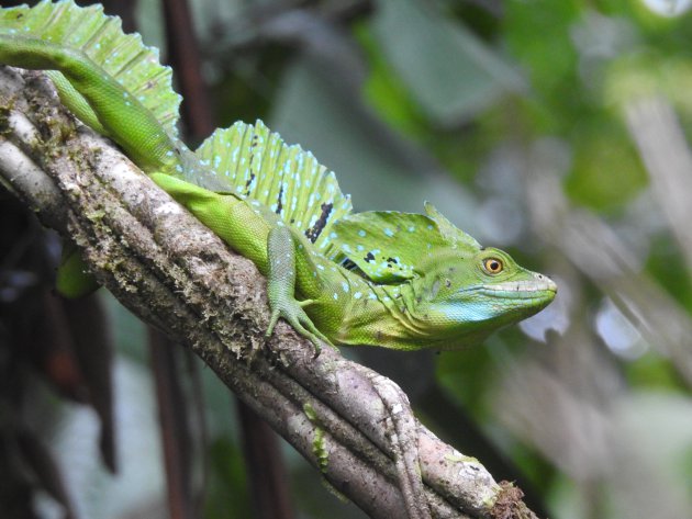 Langs de oevers van het Tortuguero Nationaal Park