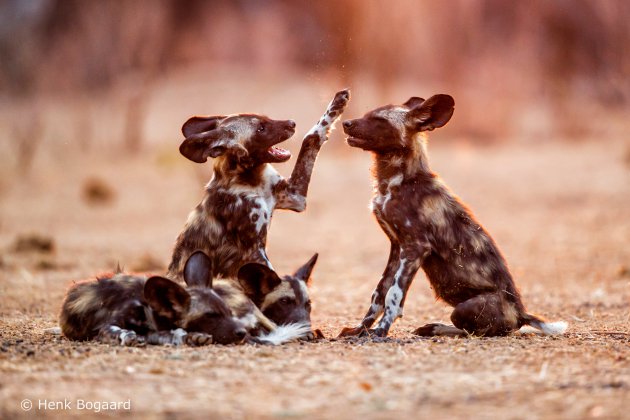 Wilde honden puppies bij zonsopkomst