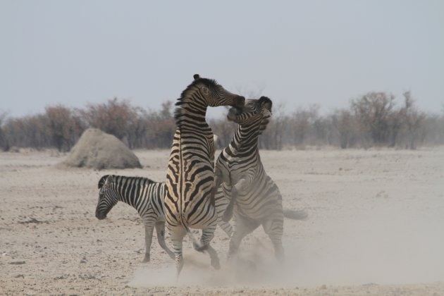 vechtende zebra's