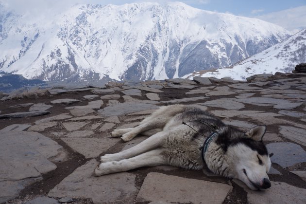 Husky bij de Gergeti kerk in Kazbegi