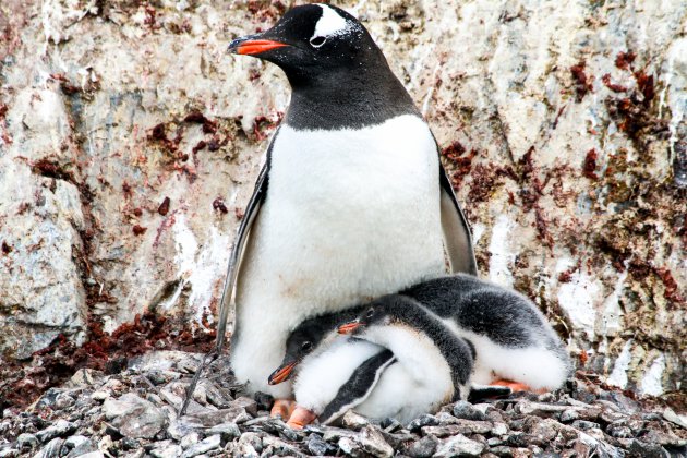 Slapende kuikens op Cuverville island