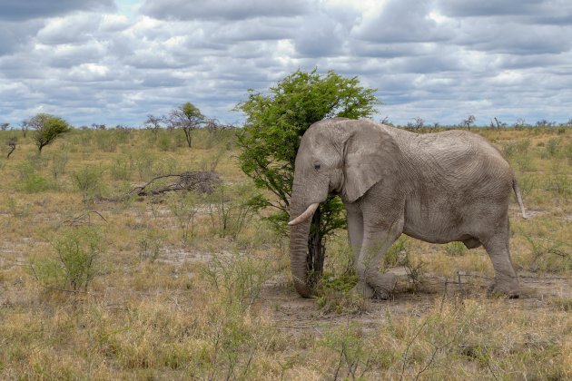 Oude olifant blijft alleen achter