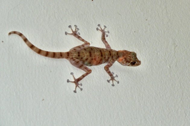 Gekko