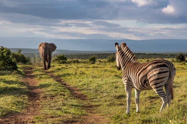 Ontmoeting in Addo