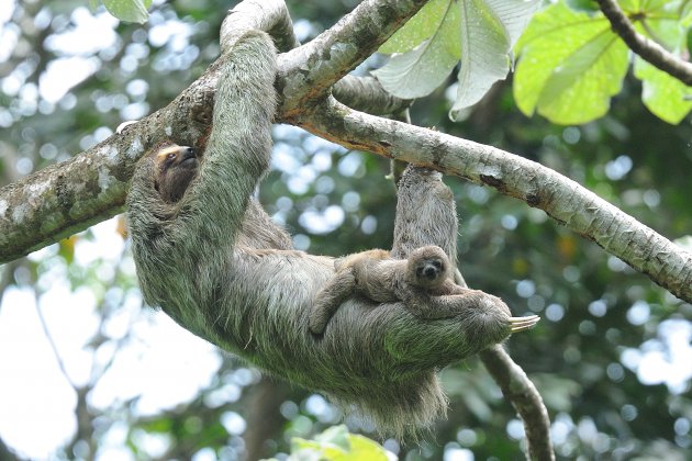 Luiaard in Costa Rica