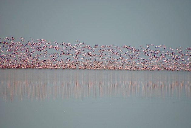 flamingo