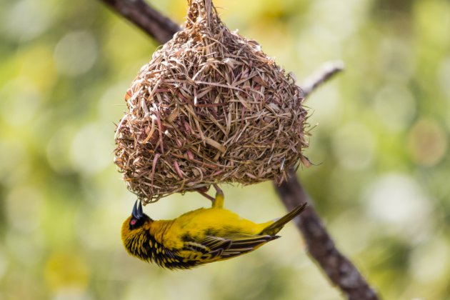 Swaziland, een vogelparadijs.