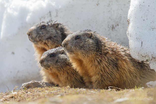 Alpenmarmot