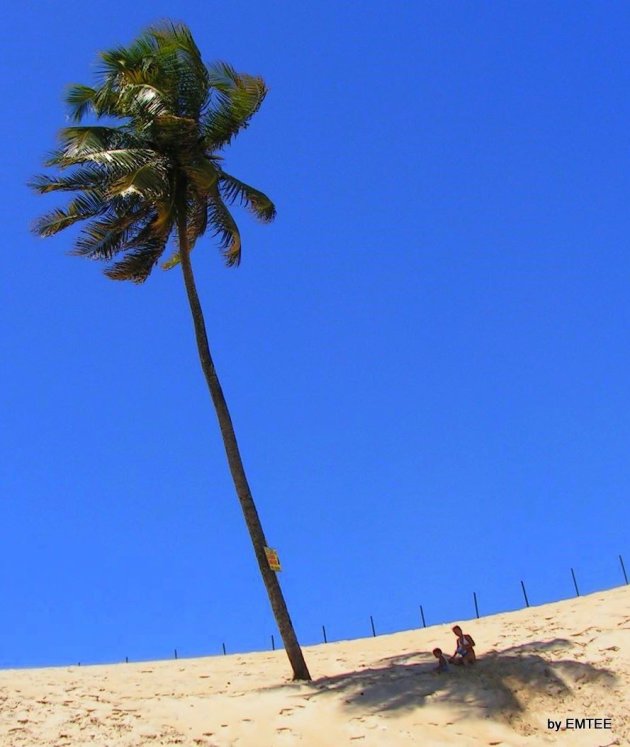 Onder de palmboom