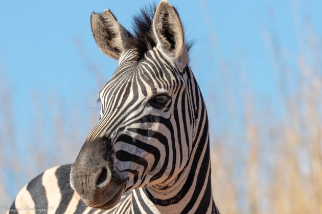 Zebra bij het Ithala Game Reserve